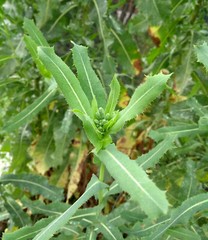 Dried Wild/Prickly Lettuce Leaves NON GMO Fresh 2020 Peak Harvesting 1-oz