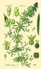 Cleavers Herb – Cleavers Extract / Tincture – EASY – USA Made