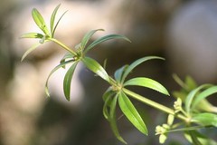 Cleavers Herb – Cleavers Extract / Tincture – EASY – USA Made