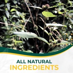 ESSIAC Tea Herbal Extract Capsules – 60 Capsules | Powerful Antioxidant Blend