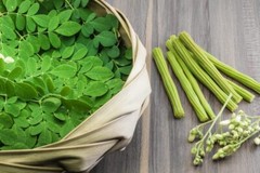1oz Moringa Oleifera Drumstick Horseradish 85 pcs. SEEDS Hat chum ngay Chùm ngây