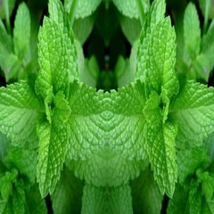 SPEARMINT LEAF With Absolutely No Additives High Potency 100 Vegetable Capsules