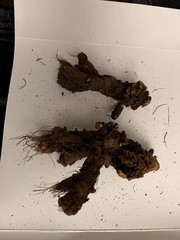 Osha Roots ( Ligusticum porteri )
