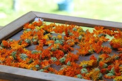 Calendula Flowers Organic Dried 16oz / Fresh straight from Farm Packed USA