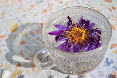 Egyptian Blue Lotus • Whole Flowers