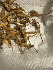 Dry Wild American Ginseng. 0.20 Lb. W/ Certificate. 2025 Harvest