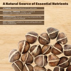 Moringa Oleifera Seeds WINGLESS Fresh Organic Semillas de Moringa Bulk Wholesale