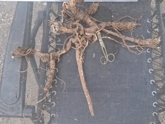 Fresh Wild-Harvested Oshá Root | Harvested Aug. 3, 2026 | Colo Rocky Mountains