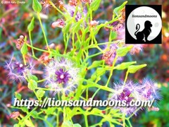 Wild Lettuce Lactuca virosa Seeds Bulk Medicinal Homegrown Herbalist Ships Fre