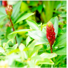 Natural Insulin Plant Leaf Tea Bags Costus Igneus Diabetic Herbal Organic Powder