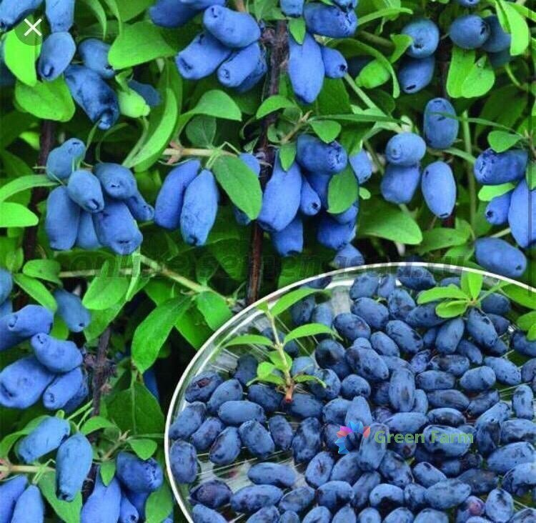 50 Seeds Blueberry Lonicera Caerulea Fruit Home Garden Plant Haskap Honeyberry