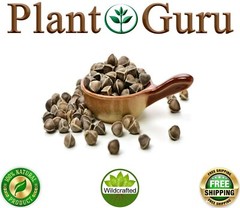 200 Moringa Oleifera Seeds 2 oz. WINGLESS Fresh Organic Semillas de Moringa Tree
