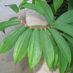 Insulin Plant Leaf Powder Costus Igneus Leaves Tea Thebu Diabetic Organic Herbal