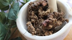 Stone Root – Whole Dried Root, Appalachian Mountains Wild Harvest