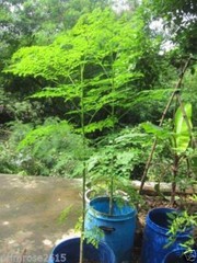 1000 Organic Moringa Seebs | Moringa Oleifera | Dried, Non GMO, Edible,Planting