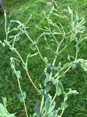 Dried Wild/Prickly Lettuce Leaves NON GMO Fresh 2020 Peak Harvesting 1-oz