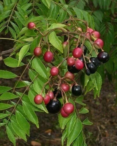 20 unit CreativeFarmer OCurry leaves Plant Seed Kari Patta Seed ORGANIC