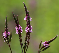 Blue Vervain Tincture, USDA Organic Verbena Hastata Herbal Extract