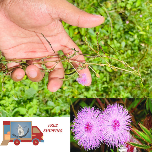Mimosa Plant Dried Pudica Sensitive Organic Leaves Herbal Nidikumba Root.