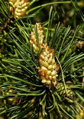 Organic Pine Pollen 500mg – Testosterone & Vitality Support – 100 Caps