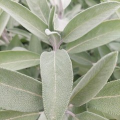 2+1 Deal – Common Sage (Salvia officinalis) Resin Extract – 1:100 Potency