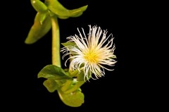Kanna Extract | STRONGEST 100:1 (Vegetarian Capsules) Mood lifting nootropics