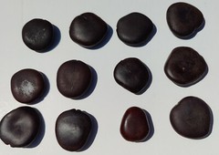 3 St Thomas Bean, box bean (Entada phaseoloides) giant bean, magic bean, seeds o