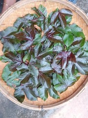 120g Dried Red Jatropha Curcas Leaves Powder – Ratanjot Laljari Yatilung Jadi