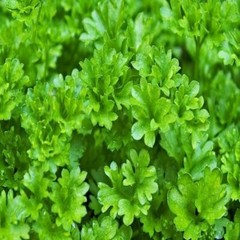 PARSLEY LEAF With Absolutely No Additives X High Potency 100 Vegetarian Capsules