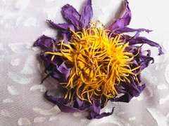 Blue Lotus NYMPHAEA CAERULEA 100% Organic Hand Picked Pure Flowers Herbal Tea