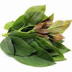 Persea americana Mill/ Avocado leaves (100g)