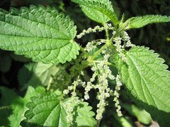 WholeSALE!! ORGANIC Stinging Nettle Leaf PREMIUM Powder-4 oz, 1 lb.
