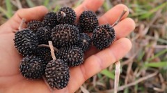 ( 4 oz ) Organic Guasima/Guasimo Seeds