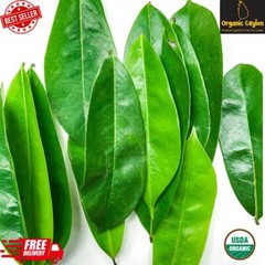100% Organic Pure SOURSOP Graviola Leaf Guanabana Muricata Powder Hojas Annona