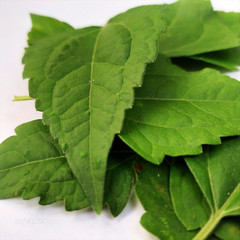 100% Natural Calea Zacatechichi Dried Herb Mexican Dream Herb for Tea