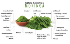 Moringa Seeds for Planting | Non-GMO Wingless from India Very Fresh | Bulk
