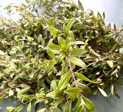 Dried Osbeckia Octandra Melastomatacea Ayurvedic Fatty Liver Cirrhosis Medicine