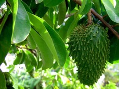 Soursop Dried Leaves- Immune boost-fight inflammation 25g