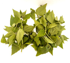 Dried Mexican Dream Herb Calea Zacatechichi Lucid Herbal Organic Tea Leaves