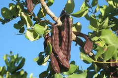 Dried Whole Certified Organic Carob Pods Ceratonia Siliqua خروب