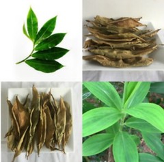 Insulin Plant Leaves Dried Thebu Costus Igneus Organic Natural Fresh Leaf Tea