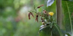 Wild Lettuce Extract Resin , Lactuca Virosa 80 Grams Fresh Homegrown organic