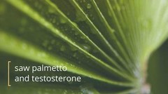 Serenoa Repens – Saw Palmetto Extract 320mg – Male Performance Stamina 1B