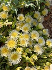 Amazing Botanicals Kanna Powder Sceletium Tortuosum Mood & Wellness Support