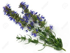 WholeSALE!! ORGANIC Hyssop Herb PREMIUM Dried Cut/Sifted-4 oz, 1 lb.
