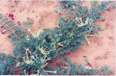 Pure Herbs: Devil’s Claw – 4 oz.