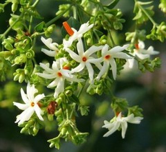 PURE DRIED JASMI NNIGHT FLOWER (Nyctanthes arbor) Coral Parijat Pavazhamalli 25g