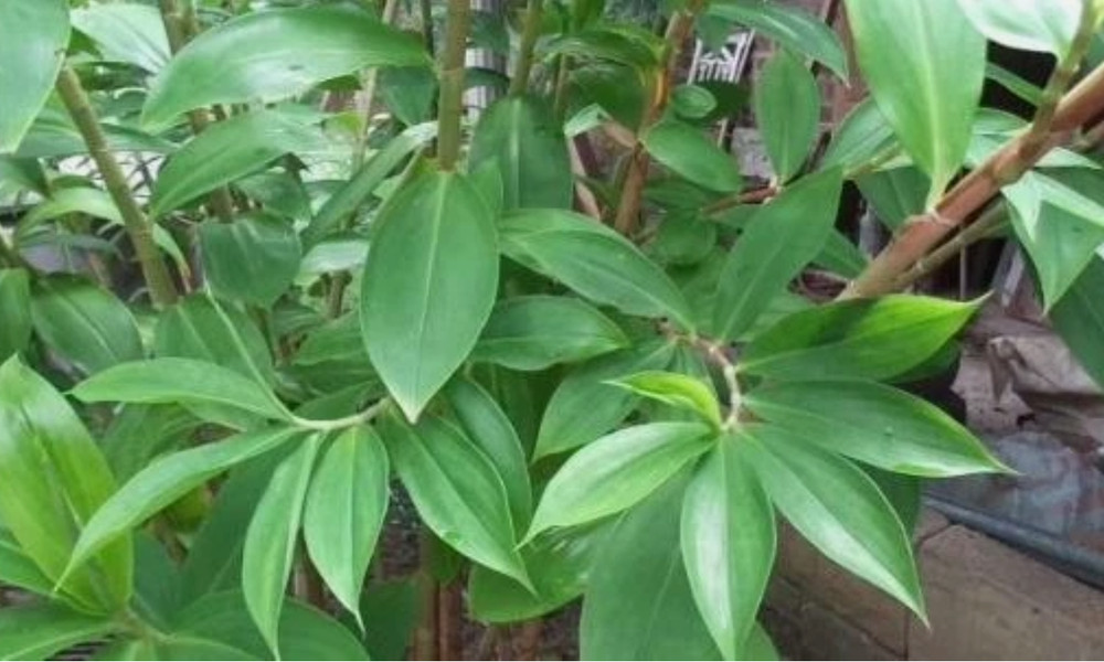 25g Organic Insulin Plant Leaves – Costus Igneus Thebu Herbal Tea Natural Remedy
