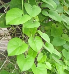 Tinospora cordifolia Guduchi Giloy Stemcutting for Herbal Tea or replanting