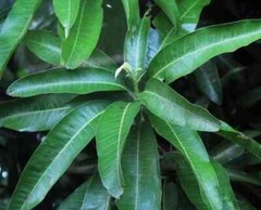 Mango Leaves Dried Organic Natural 100% Quality Herbal Fresh Leaves 50g